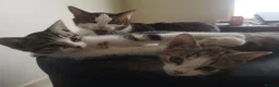 Mixed Breed cats for sale: 2 Beautiful kittens for sale - Advert 5
