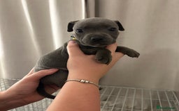 Staffordshire Bull Terrier dogs for sale: Stunning pure blue staffies - Image 21