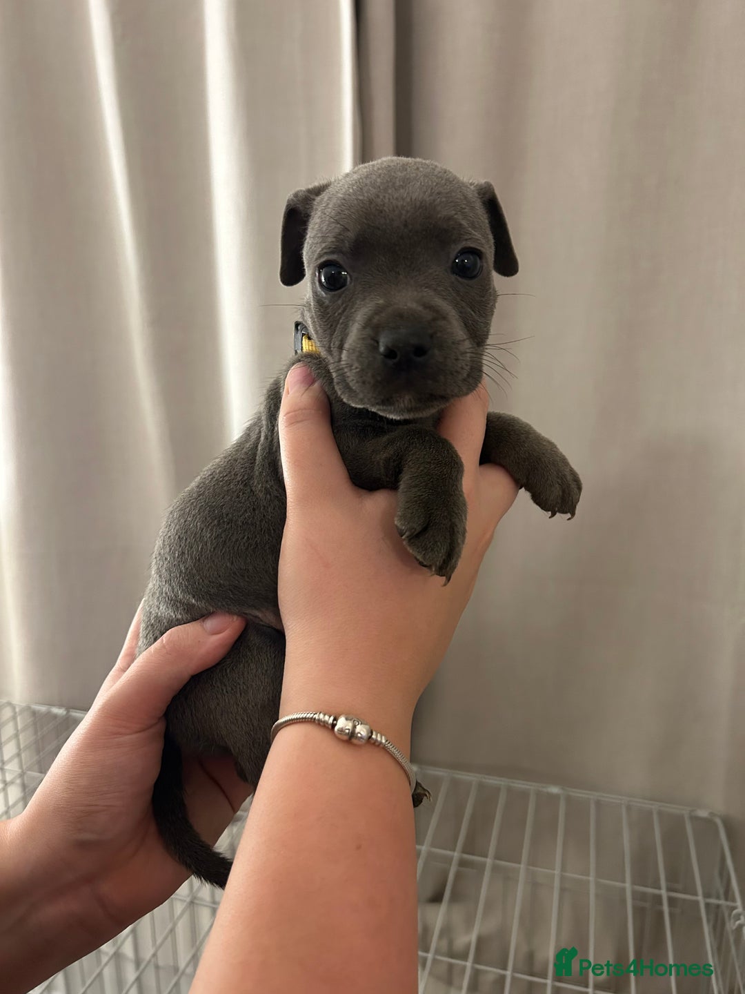 Staffordshire Bull Terrier dogs for sale: Stunning pure blue staffies - Image 21