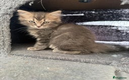 Ragdoll cats for sale: Stunning ragdoll cross BSH kitten  - Image 1