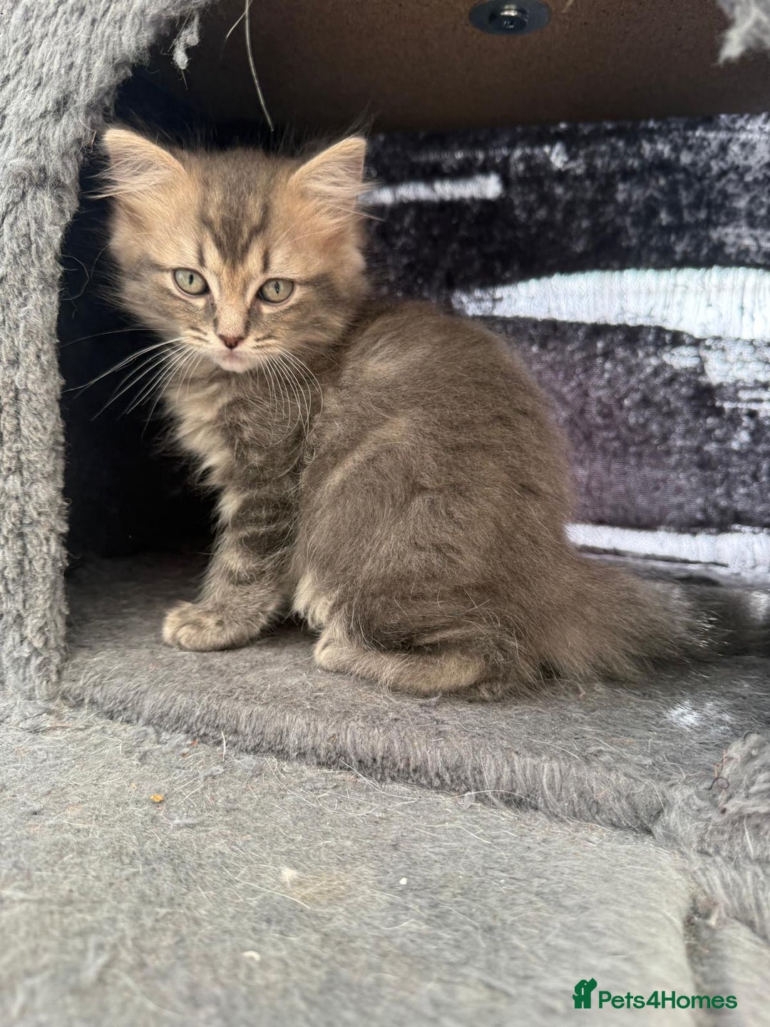 Ragdoll cats for sale: Stunning ragdoll cross BSH kitten  - Image 1