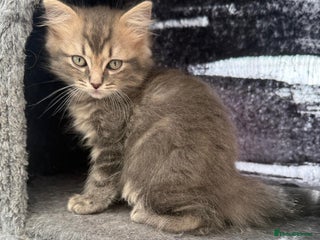 Ragdoll cats - Advert 12