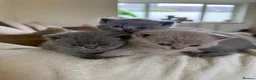 British Shorthair cats for sale: 4 British shorthair kittens  - Advert 6