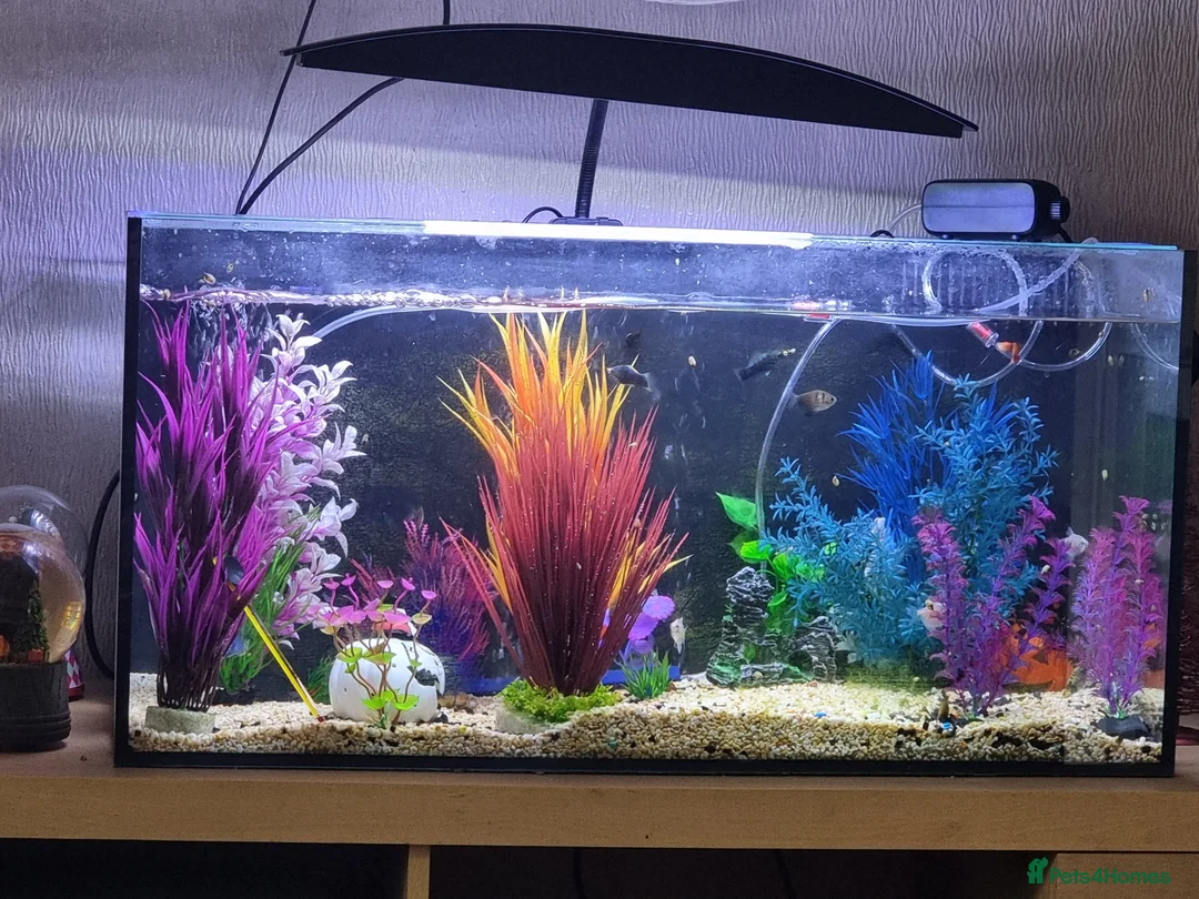 Tetras fish for sale: Mixture of small fish - Advert 1