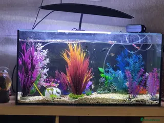 Tetras fish Mixture of small fish - Advert 1