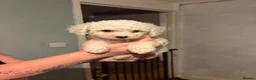 Cavachon dogs for sale: Ready to leave cavachon puppies  in Birmingham - Advert 8