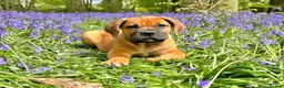Boerboel dogs for sale: Topguard Kennels 2026 waitlist now open! in Horsham - Advert 12