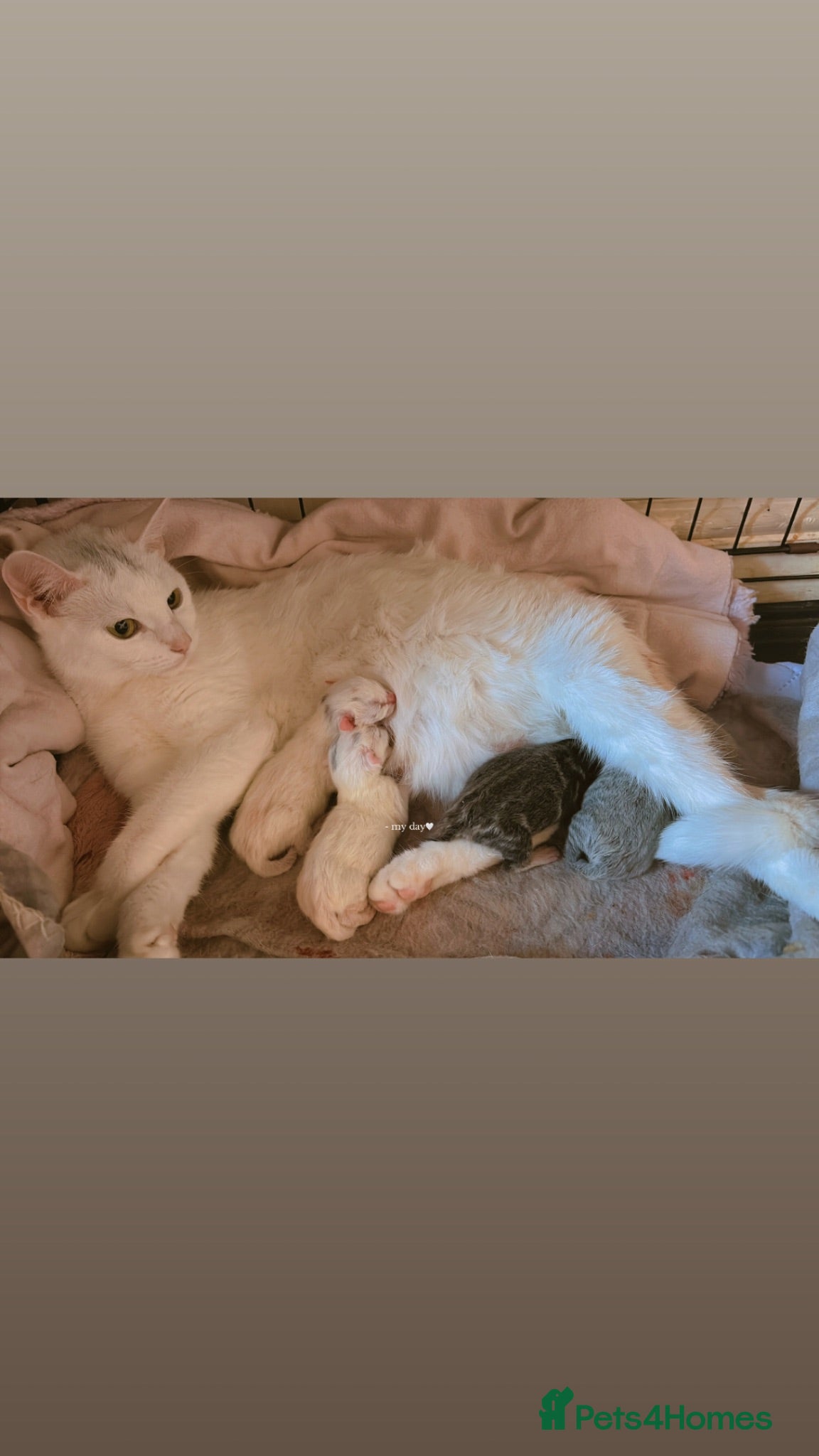 Domestic Shorthair cats Turkish angora/siamese X Torbie kittens  - Advert 1