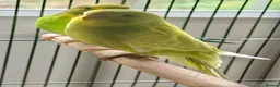 Budgerigars birds for sale: Baby budgies  in Broadstairs - Advert 2