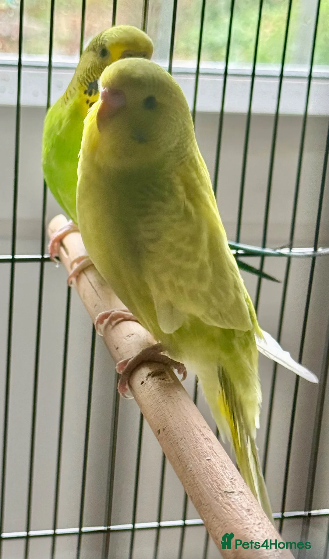 Budgerigars birds for sale: Baby budgies  in Broadstairs - Advert 2