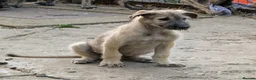 Irish Wolfhound dogs for sale: Irish Wolfhound puppies  - Advert 21