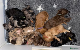 Cockapoo dogs for sale: F1 Cockapoo puppies  - Image 26