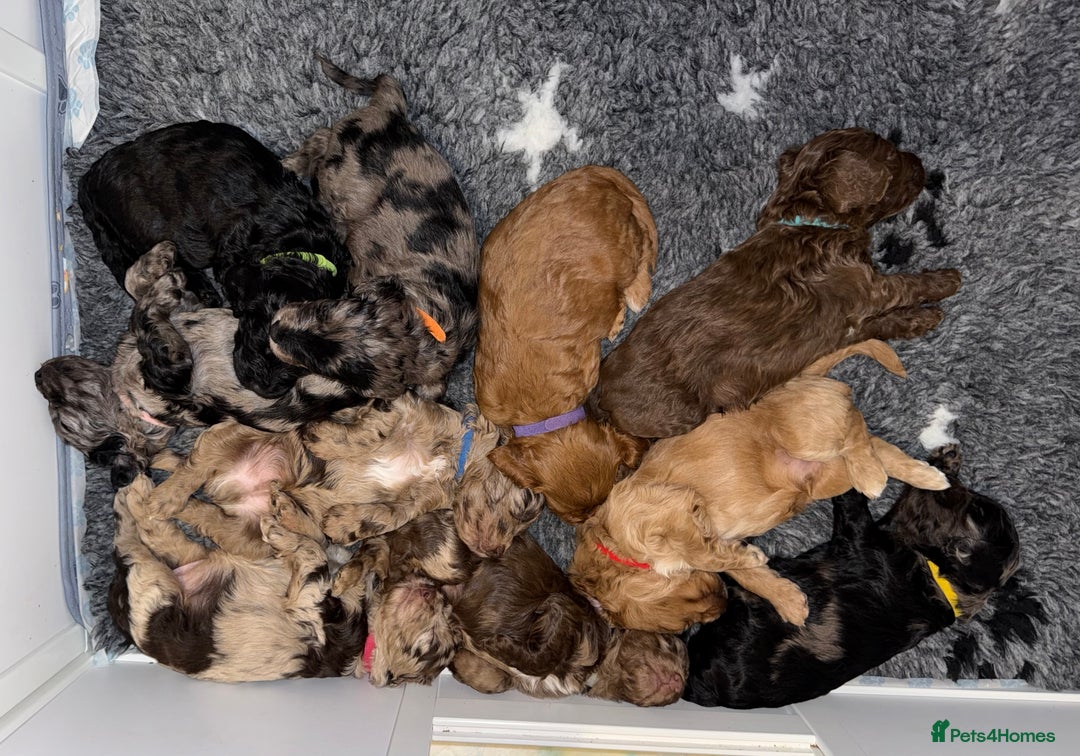 Cockapoo dogs for sale: F1 Cockapoo puppies  - Image 26