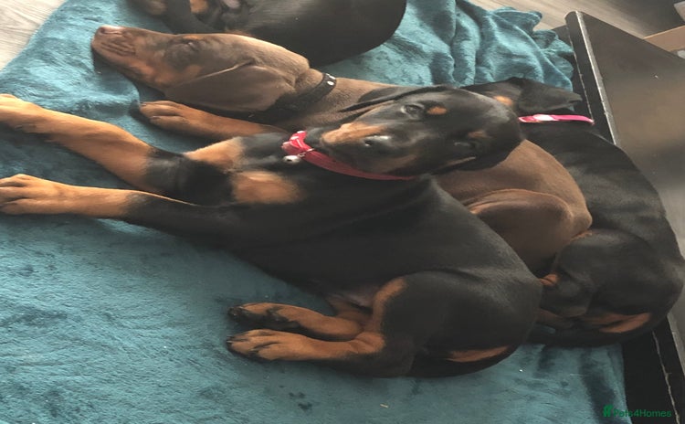 Dobermann dogs - Advert 8