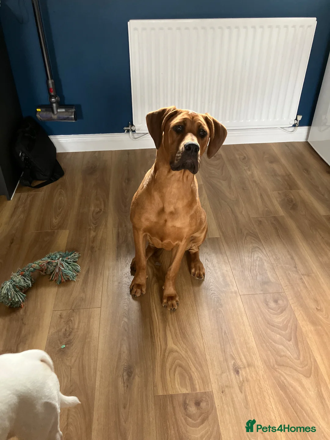 Mixed Breed dogs for sale: 9 months old Doberman cane corso - Advert 1