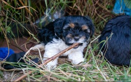 Lhasa Apso dogs for sale: Rare 5* Kyi-Leo Puppies ready for loving homes NOW - Image 17