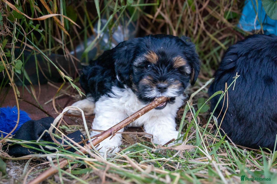 Lhasa Apso dogs for sale: Rare 5* Kyi-Leo Puppies ready for loving homes NOW - Image 17