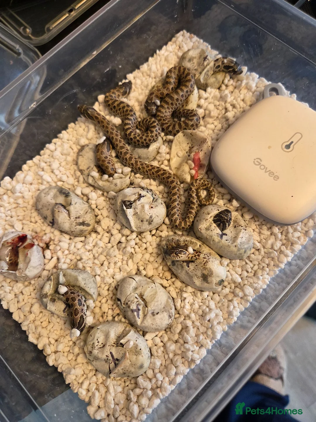 Snake reptiles for sale: Western Hognose Babies - Normal and Axanthics - Advert 4