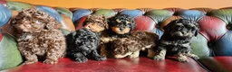 Cavapoo dogs for sale: Gorgeous f1bb Cavapoo pups. Health tested parents  - Advert 25