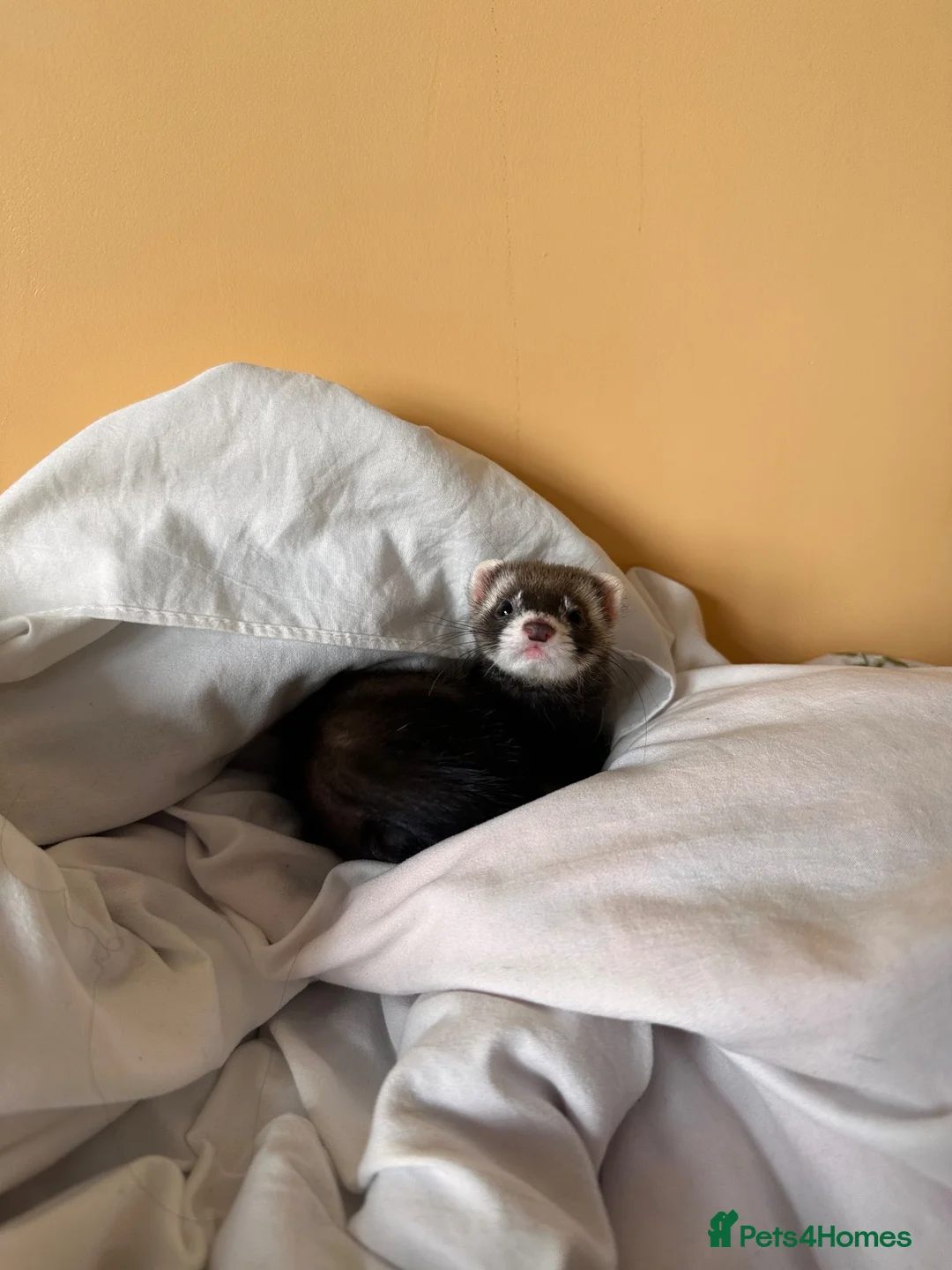 Ferret rodents for sale: Spike - Micro Ferret in Nuneaton - Advert 2