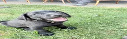 Labrador Retriever dogs for sale: KC Labrador puppies - Advert 13