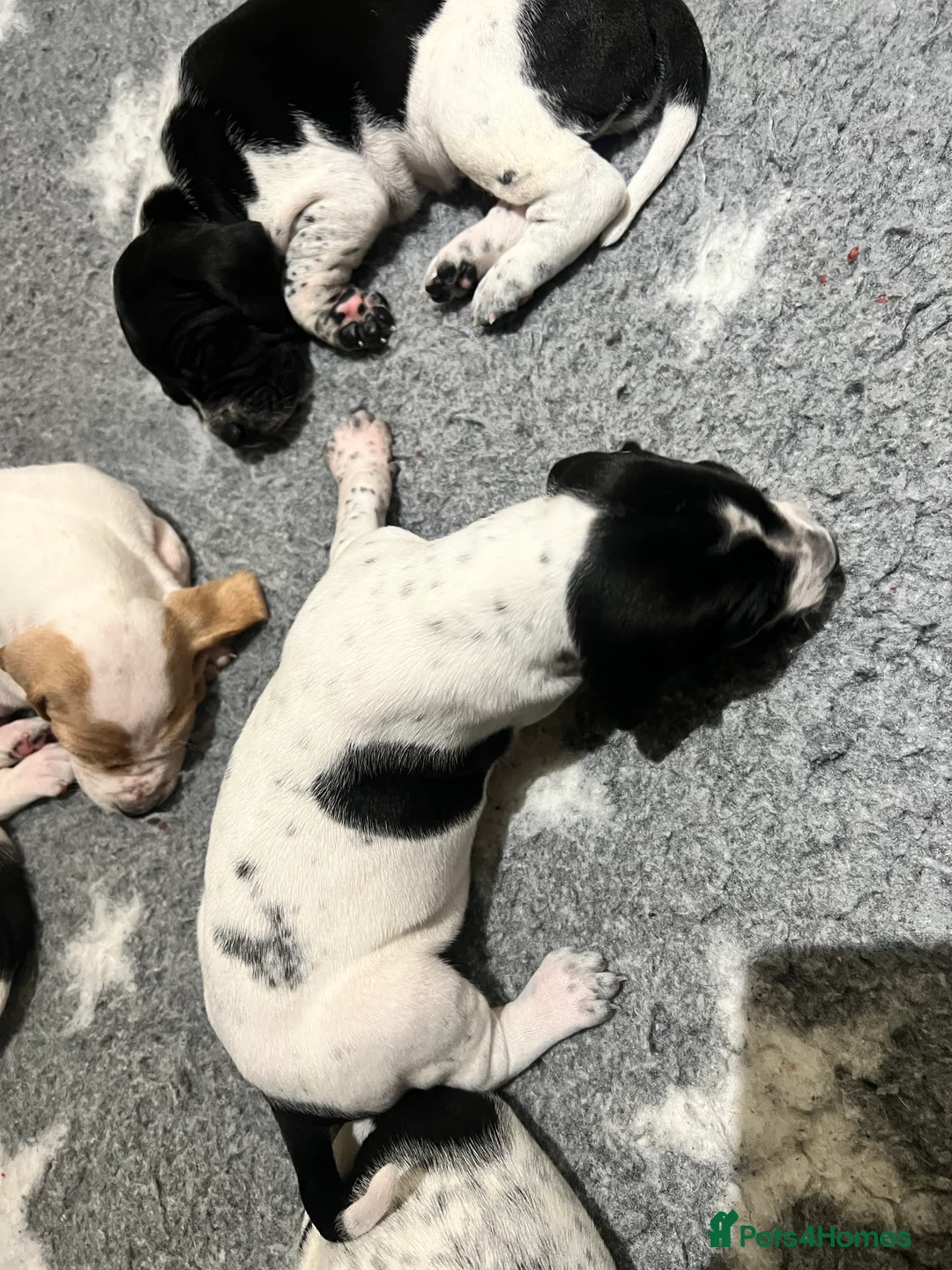 Pointer dogs for sale: Beautiful Pointer puppies  - Advert 16
