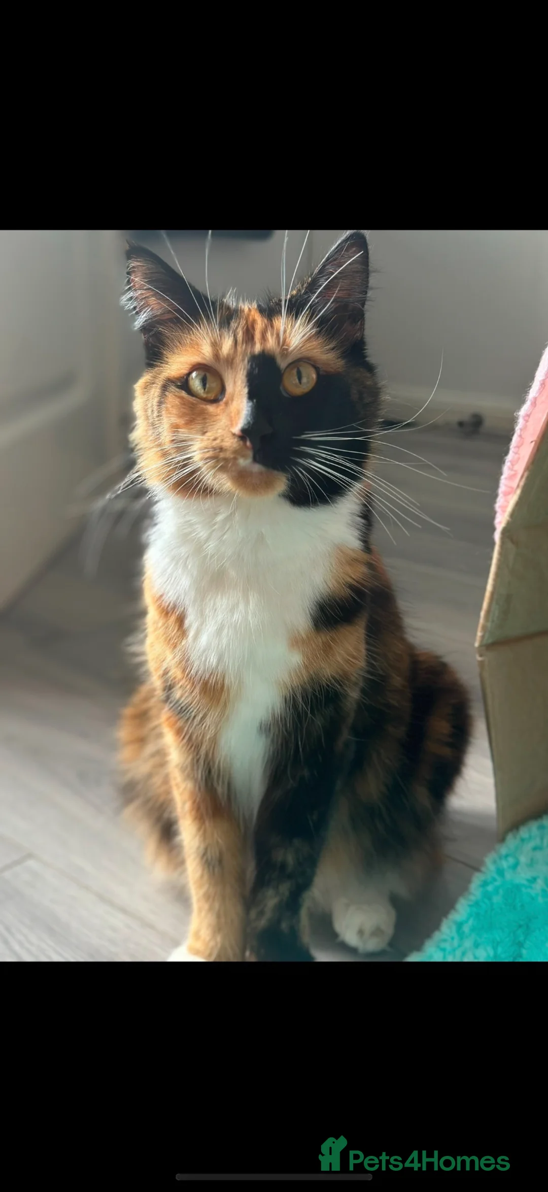 Maine Coon cats for sale: Absolutely stunning mainecoon kittens 🥰🤍 - Advert 2