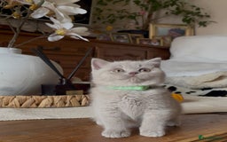 British Shorthair cats for sale: Beautiful Lilac BSH champion Line kittens - Image 32