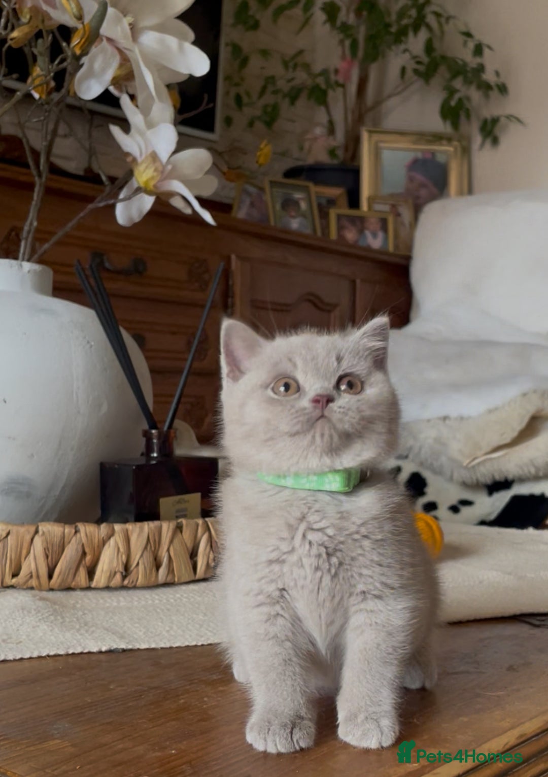 British Shorthair cats for sale: Beautiful Lilac BSH champion Line kittens - Image 32
