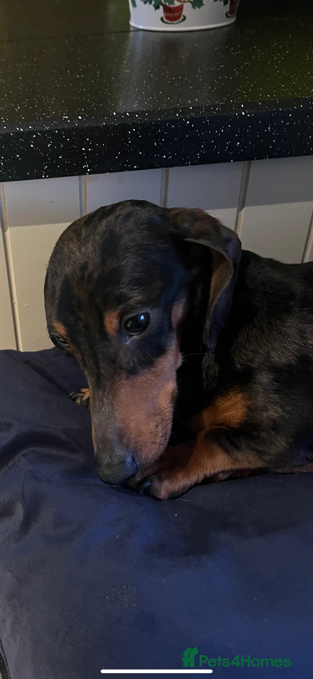 Miniature Dachshund dogs for stud: SILVER DAPPLE STUD KC in Galston - Advert 4