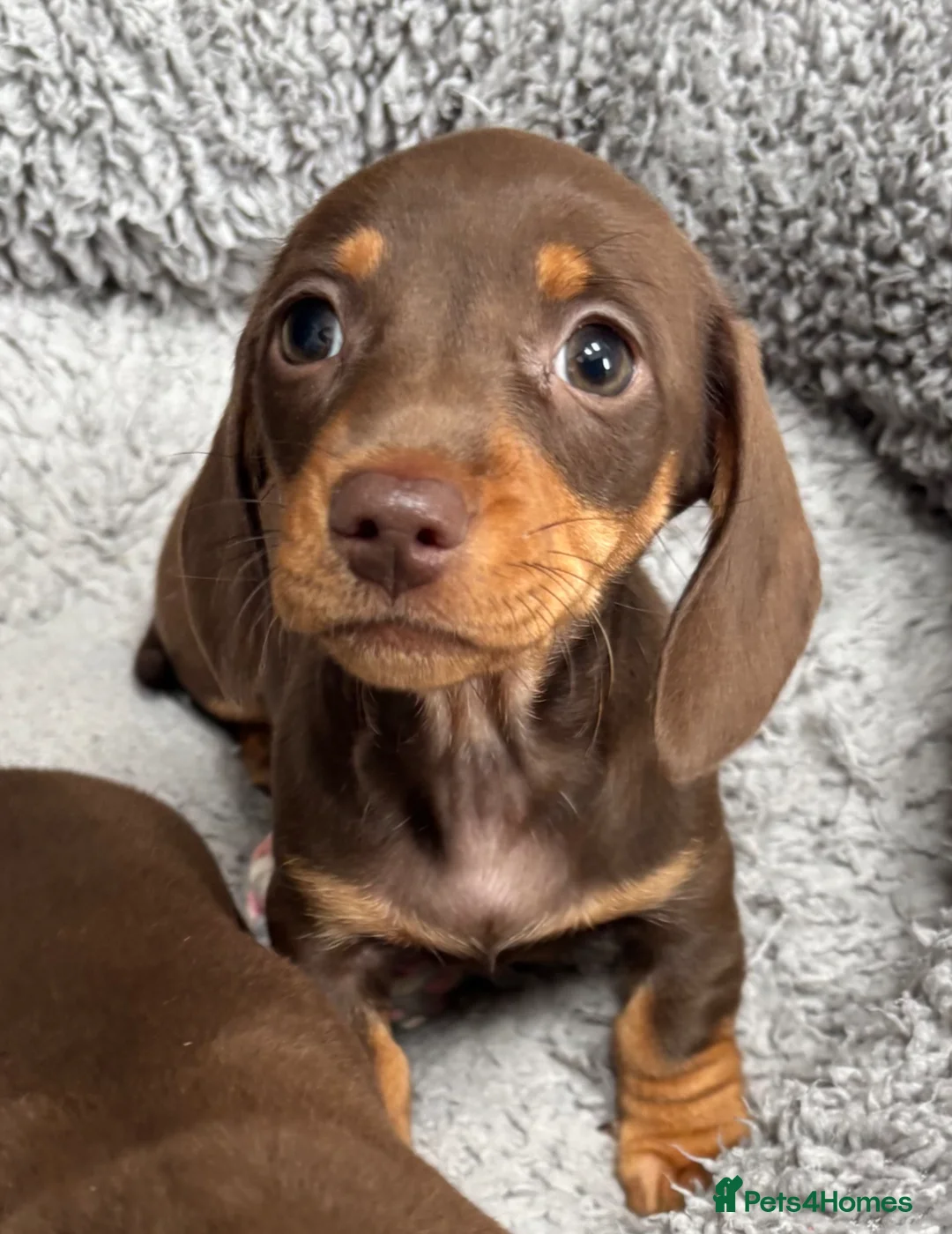 Miniature Dachshund dogs for sale: Ready now. Miniature dachshund puppies KC reg  - Advert 2