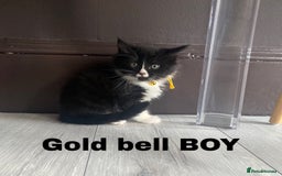 Neva Masquerade cats for sale: Sweet bengal x kittens  - Image 7