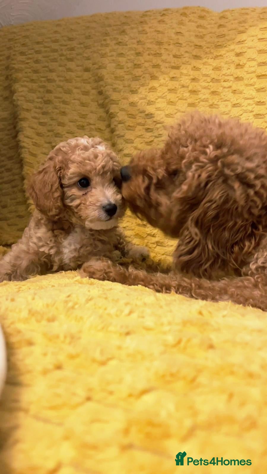 Cavapoochon dogs for sale: ONLY 2 LEFT Beautiful Cavapoochon Puppies - Advert 2