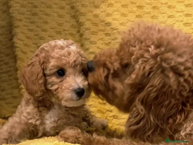 Cavapoochon dogs for sale: ONLY 2 LEFT Beautiful Cavapoochon Puppies - Advert 2