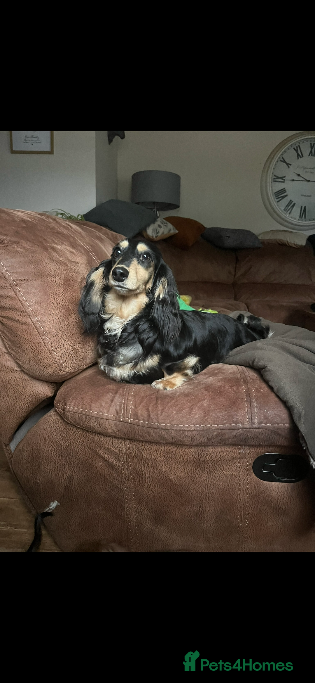 Miniature Dachshund dogs for sale: Highest quality champion line cream long haired  - Image 8