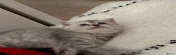 British Shorthair cats for sale: Cutest bsh babies 🤍🦋🤍  - Advert 7