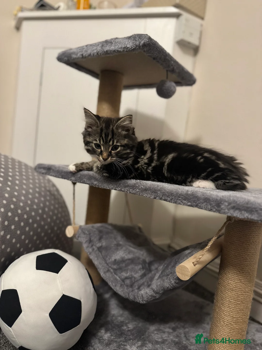 British Longhair cats for sale: Beautiful fluffy boy kitten - Advert 14