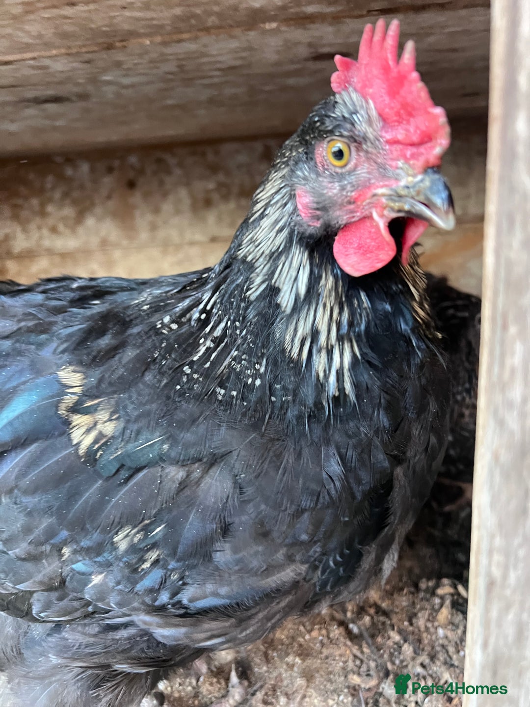 Chickens poultry for sale: Young cockerel 12wks. From hybrid breed  - Advert 2