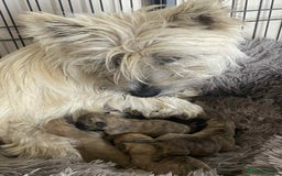 Cairn Terrier dogs for sale: KC reg Cairn Terrier puppies - Image 6