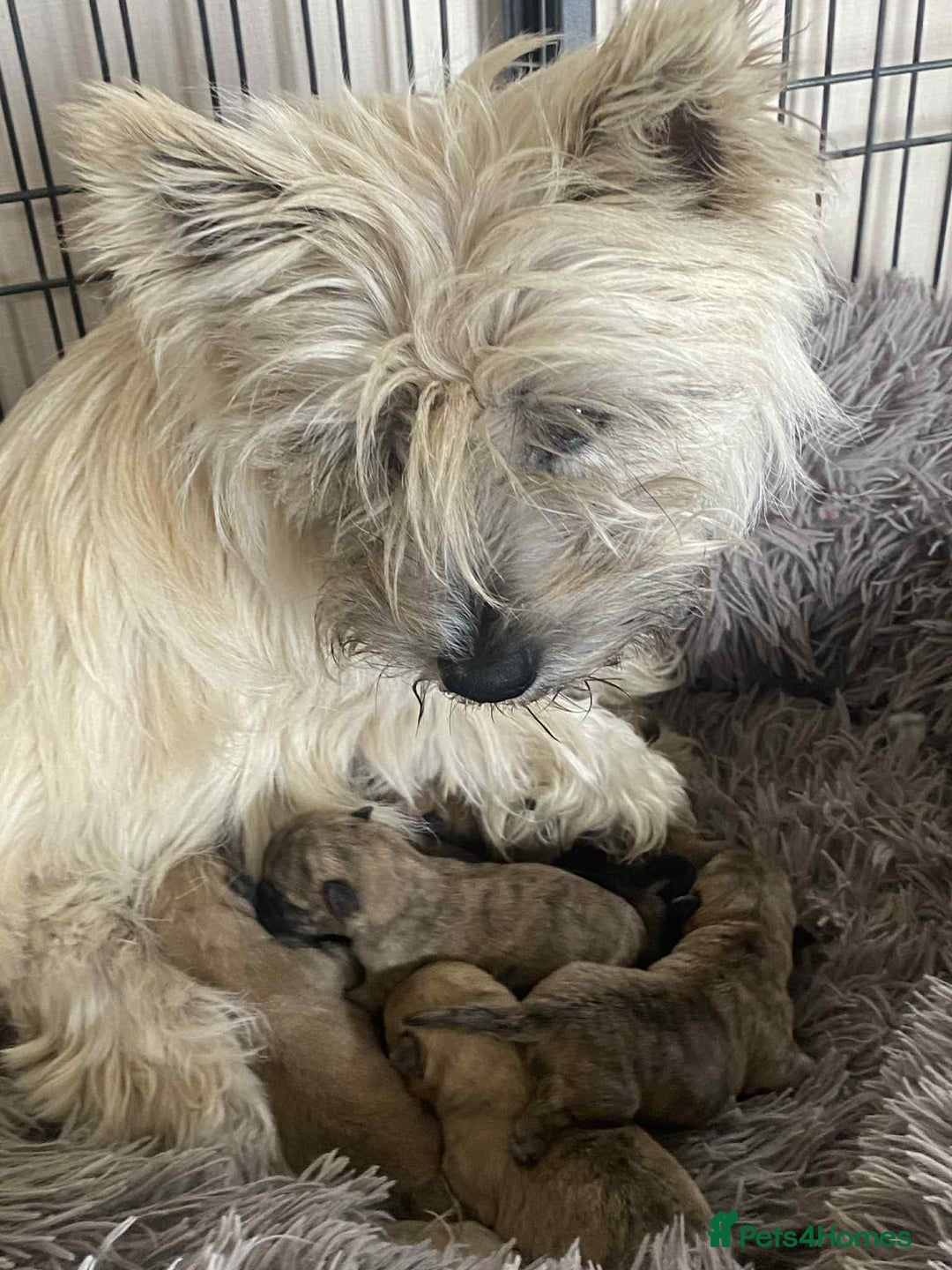 Cairn Terrier dogs for sale: KC reg Cairn Terrier puppies - Image 6
