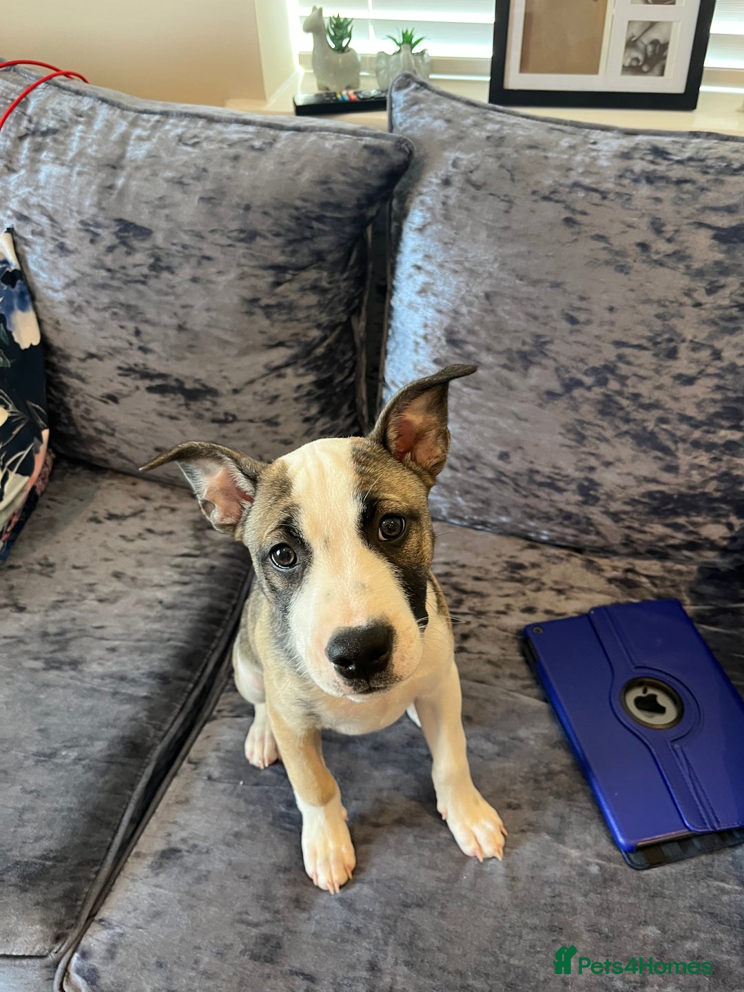 Mixed Breed dogs for sale: Dog for sale  - Image 8