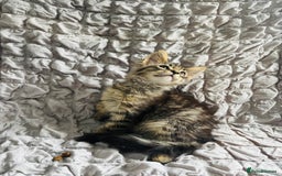 Maine Coon cats for sale: Maine coon kittens TICA registered  - Image 15
