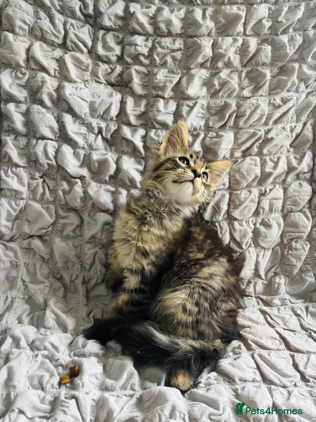 Maine Coon cats for sale: Maine coon kittens TICA registered  - Image 15