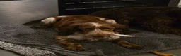 Mixed Breed dogs for sale: F1BB ENGLISH SHOW TYPE COCKERPOOS in Waterlooville - Advert 4