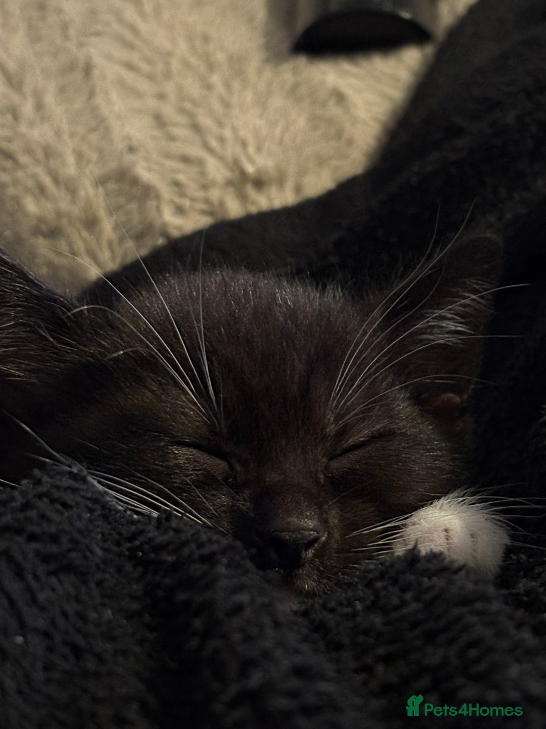 Mixed Breed cats for sale: Two boys (best friends)  - Image 3
