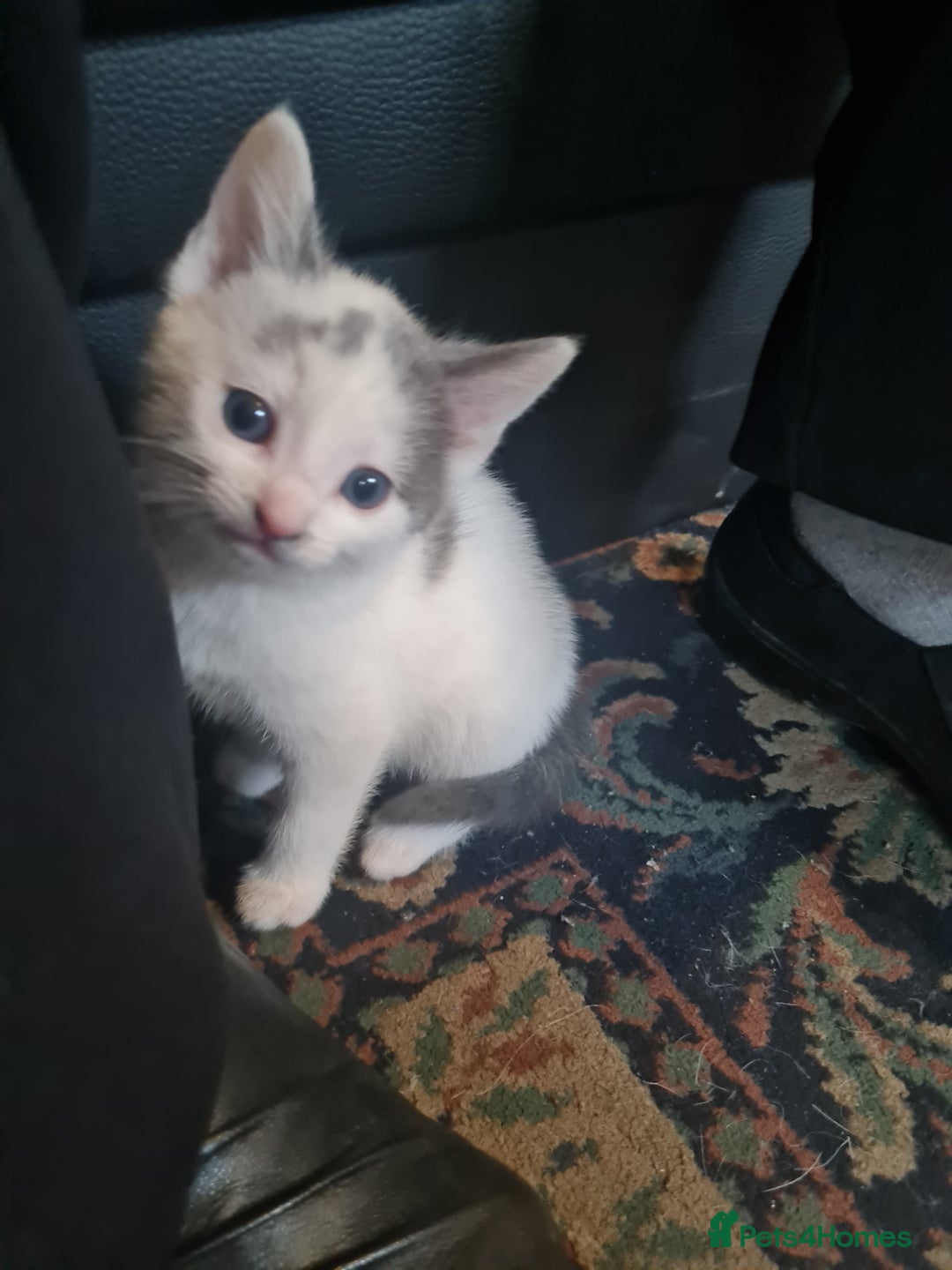 Mixed Breed cats for sale: Babygirl - Advert 3