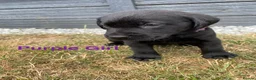 Labrador Retriever dogs for sale: Stunning Labrador Puppies  - Advert 14