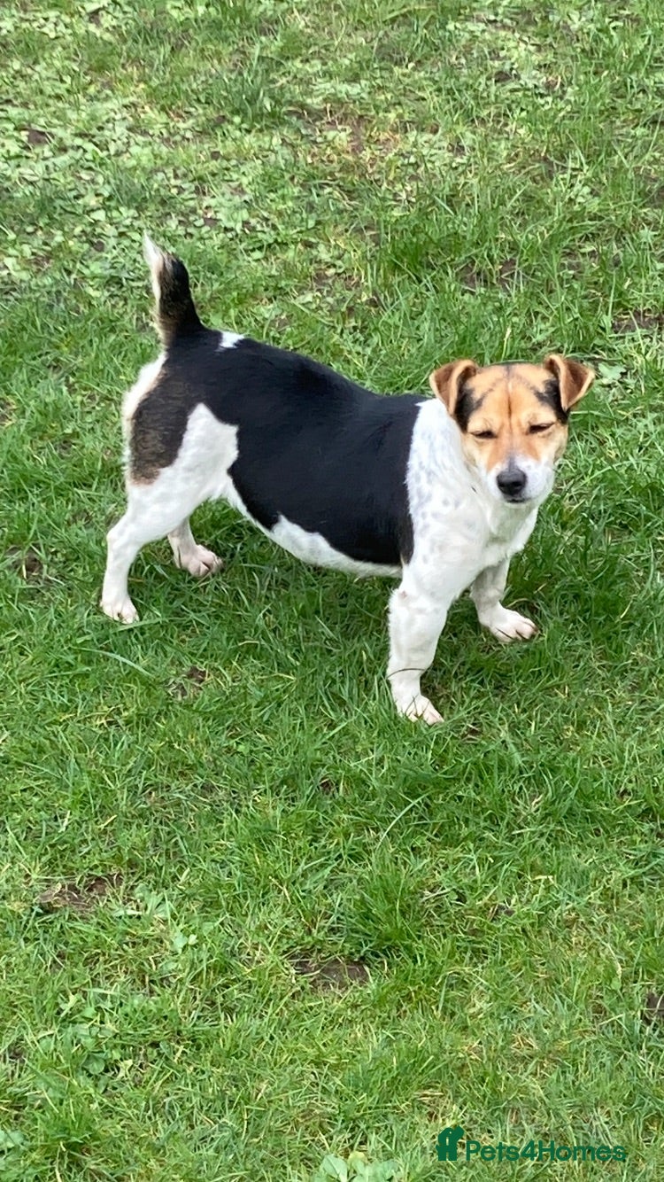 Jack Russell dogs Miniture Jack russell - Advert 2