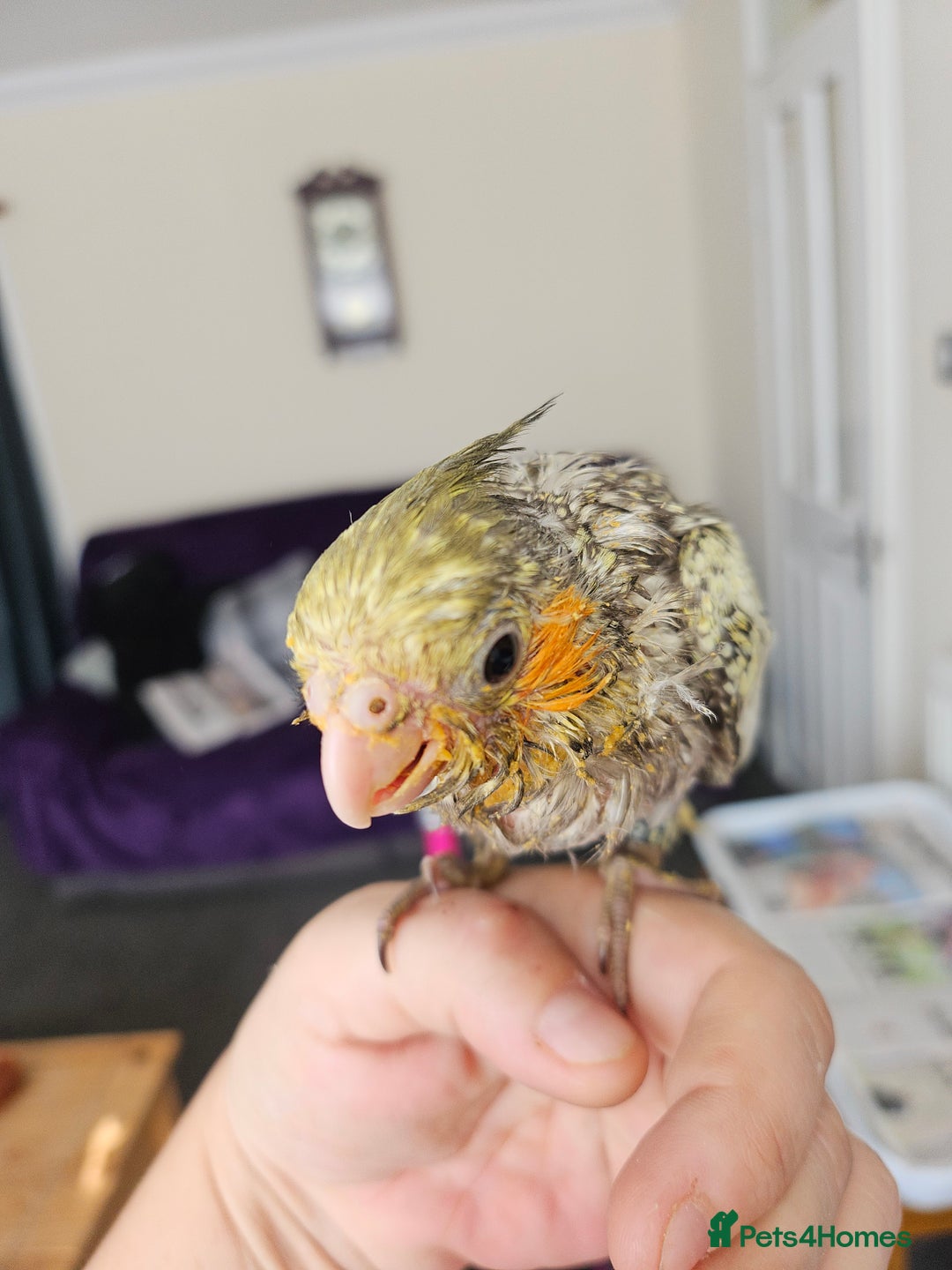Cockatiels birds for sale: Handreared cockatiels  - Image 6