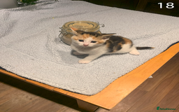 Mixed Breed cats for sale: KITTENS! Batch of cuties for sale in Basinsgtoke - Image 30